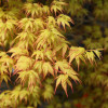 Клен пальмовий Acer Palmatum Katsura (C5)
