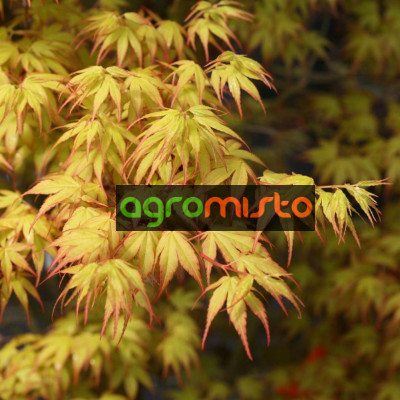 Клен пальмовий Acer Palmatum Katsura (C5)