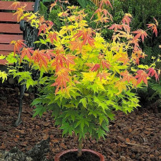 Клен пальмовий Acer Palmatum Orange Dream (C3) Клен пальмовий Acer Palmatum Orange Dream (C3)