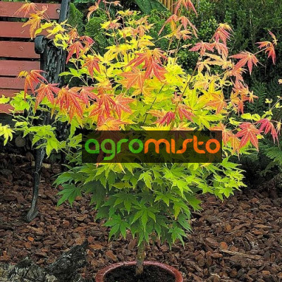 Клен пальмовий Acer Palmatum Orange Dream (C3)