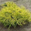 Кипарис Японський Chamaecyparis pisifera Golden Mop (C2)