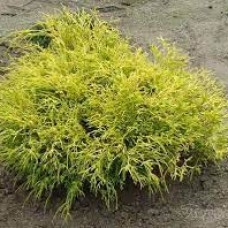 Кипарис Японський Chamaecyparis pisifera Golden Mop (C2) Кипарис Японський Chamaecyparis pisifera Golden Mop (C2)