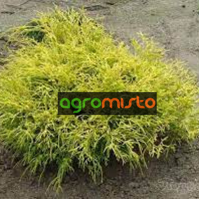 Кипарис Японський Chamaecyparis pisifera Golden Mop (C2)