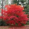 Клен пальмовий Acer Palmatum Osakazuki (C20)