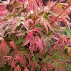 Клен пальмовий Acer Palmatum Phoenix (C3) Клен пальмовий Acer Palmatum Phoenix (C3)