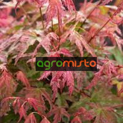Клен пальмовий Acer Palmatum Phoenix (C3)