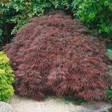 Клен пальмовий Acer Palmatum Stella Rosso (C10)