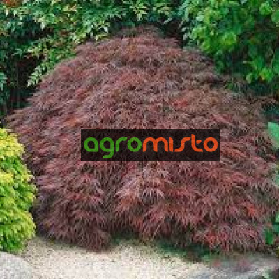 Клен пальмовий Acer Palmatum Stella Rosso (C10)