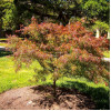Клен пальмовий Acer Palmatum Villa Taranto (C15)