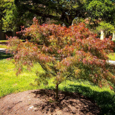 Клен пальмовий Acer Palmatum Villa Taranto (C15) Клен пальмовий Acer Palmatum Villa Taranto (C15)