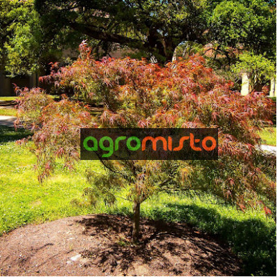 Клен пальмовий Acer Palmatum Villa Taranto (C15)