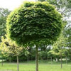 Клен щеплений ШТ Acer Platanoides Globosum (С5)