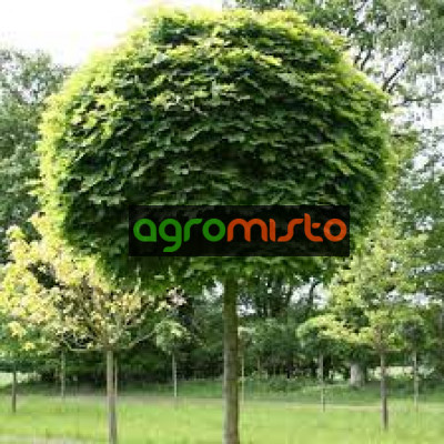 Клен щеплений ШТ Acer Platanoides Globosum (С5)