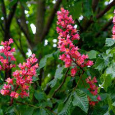 Каштан червоний Aesculus x carnea brioti (С5) Каштан червоний Aesculus x carnea brioti (С5)