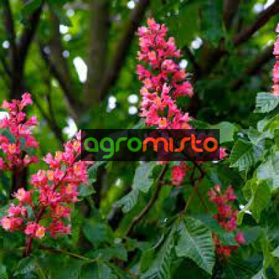 Каштан червоний Aesculus x carnea brioti (С25)