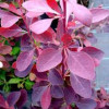 Барбарис Оттавський Berberis Ottawensisi Auricoma (C2) Барбарис Оттавський Berberis Ottawensisi Auricoma (C2)