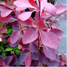 Барбарис Оттавський Berberis Ottawensisi Auricoma (C2) Барбарис Оттавський Berberis Ottawensisi Auricoma (C2)