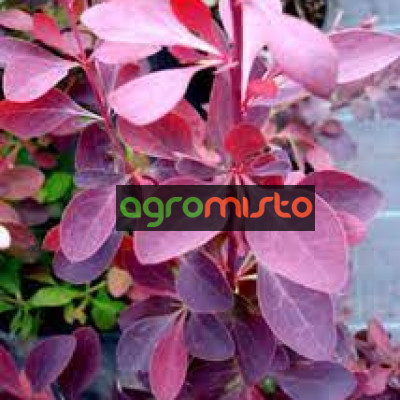 Барбарис Оттавський Berberis Ottawensisi Auricoma (C2)