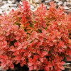 Барбарис Тунберга Berberis Thunbergii Admiration (С2)