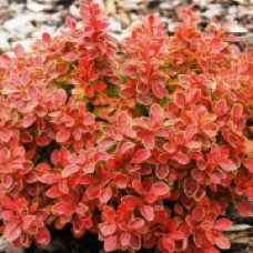 Барбарис Тунберга Berberis Thunbergii Admiration (С2)