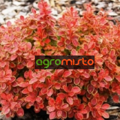 Барбарис Тунберга Berberis Thunbergii Admiration (С2)