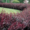 Барбарис Тунберга Berberis Thunbergii Atropurpurea (С2)