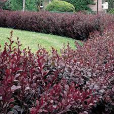Барбарис Тунберга Berberis Thunbergii Atropurpurea (С2) Барбарис Тунберга Berberis Thunbergii Atropurpurea (С2)
