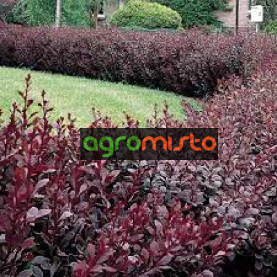 Барбарис Тунберга Berberis Thunbergii Atropurpurea (С2)