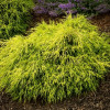 Кипарис горохоплідний Chamaecyparis pisifera Sungold (C2)