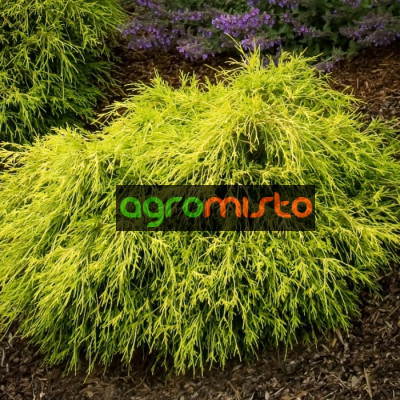 Кипарис горохоплідний Chamaecyparis pisifera Sungold (C2)