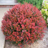 Барбарис Тунберга Berberis Thunbergii Atropurpurea Nana (С2)