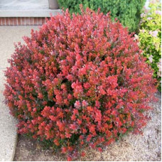Барбарис Тунберга Berberis Thunbergii Atropurpurea Nana (С2) Барбарис Тунберга Berberis Thunbergii Atropurpurea Nana (С2)
