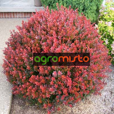 Барбарис Тунберга Berberis Thunbergii Atropurpurea Nana (С2)