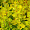 Барбарис Тунберга Berberis Thunbergii Aurea (С2)