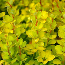 Барбарис Тунберга Berberis Thunbergii Aurea (С2) Барбарис Тунберга Berberis Thunbergii Aurea (С2)