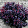 Барбарис Тунберга Berberis Thunbergii Concorde (C2)