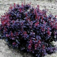 Барбарис Тунберга Berberis Thunbergii Concorde (C2)