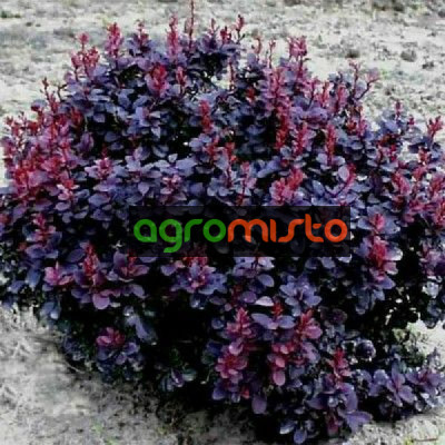 Барбарис Тунберга Berberis Thunbergii Concorde (C2)