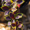 Барбарис Тунберга Berberis Thunbergii Coronita (C2)