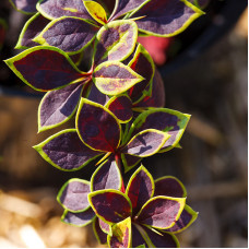 Барбарис Тунберга Berberis Thunbergii Coronita (C2)
