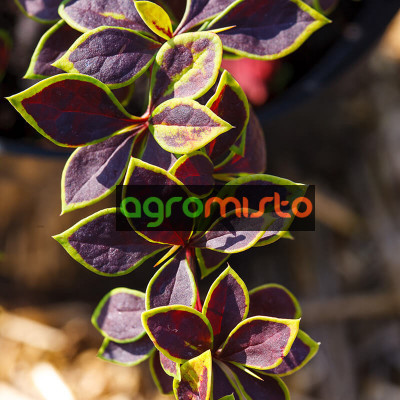 Барбарис Тунберга Berberis Thunbergii Coronita (C2)