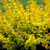Барбарис Тунберга Berberis Thunbergii Evita (C2)