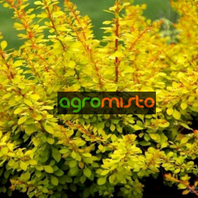Барбарис Тунберга Berberis Thunbergii Evita (C2)