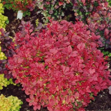 Барбарис Тунберга Berberis Thunbergii Fireball (C2) Барбарис Тунберга Berberis Thunbergii Fireball (C2)