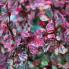 Барбарис Тунберга Berberis Thunbergii Flamingo (C2)