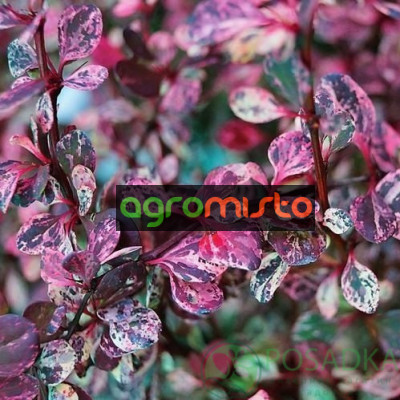 Барбарис Тунберга Berberis Thunbergii Flamingo (C2)
