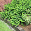 Барбарис Тунберга Berberis Thunbergii Green Karpet (C2)