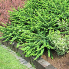 Барбарис Тунберга Berberis Thunbergii Green Karpet (C2) Барбарис Тунберга Berberis Thunbergii Green Karpet (C2)