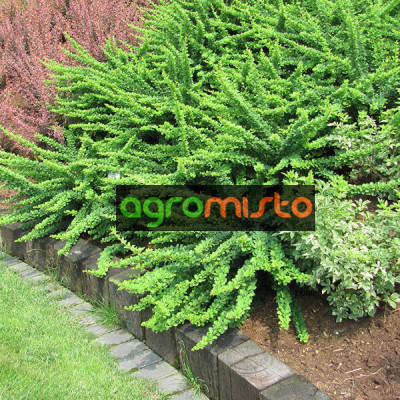 Барбарис Тунберга Berberis Thunbergii Green Karpet (C2)