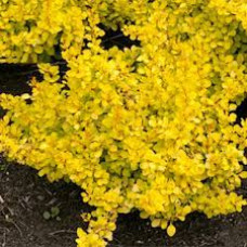 Барбарис Тунберга Berberis Thunbergii Golden Horizon (C2) Барбарис Тунберга Berberis Thunbergii Golden Horizon (C2)